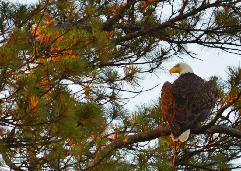 Bald Eagle Looking Over Fledgling