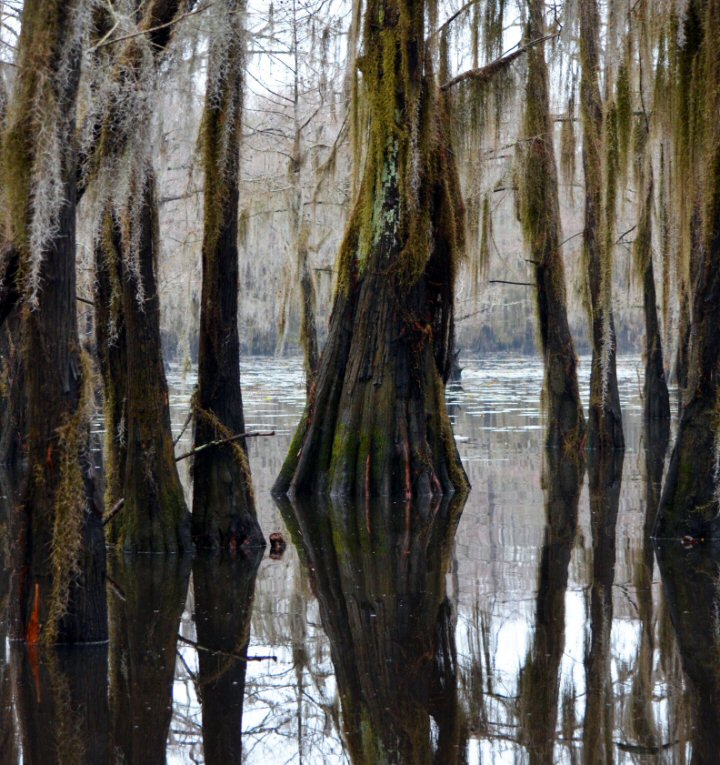 Caddo Lake Swamp