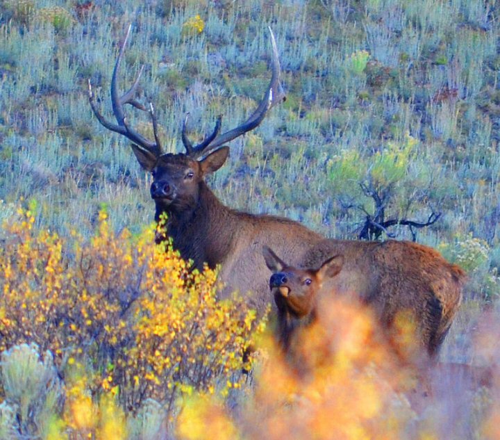  Aspencade Elk Pair