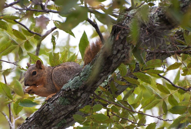 Fox Squirrel Guadalupe State Park TX