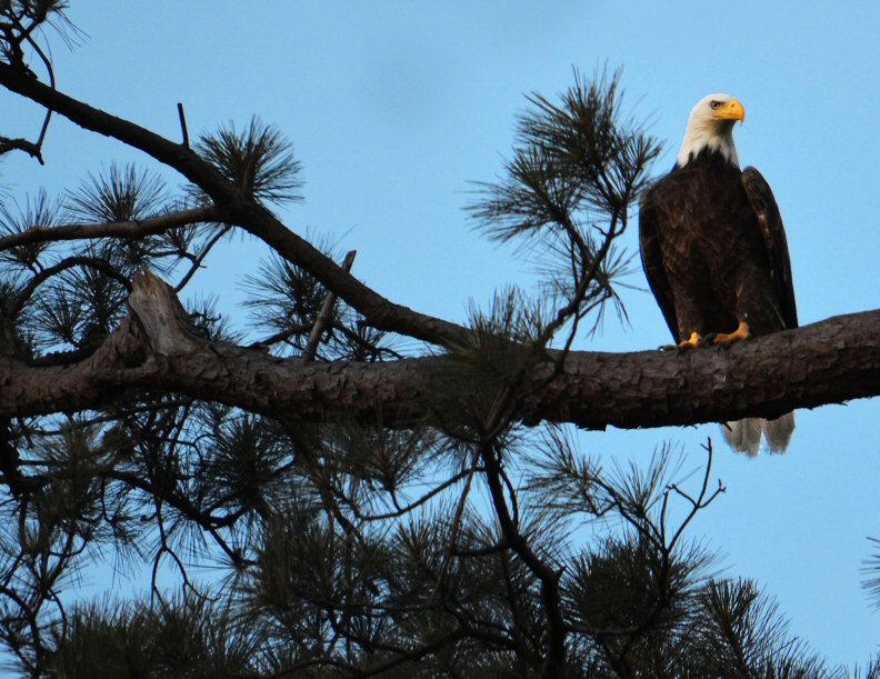 Greens Bayou Bald Eagle