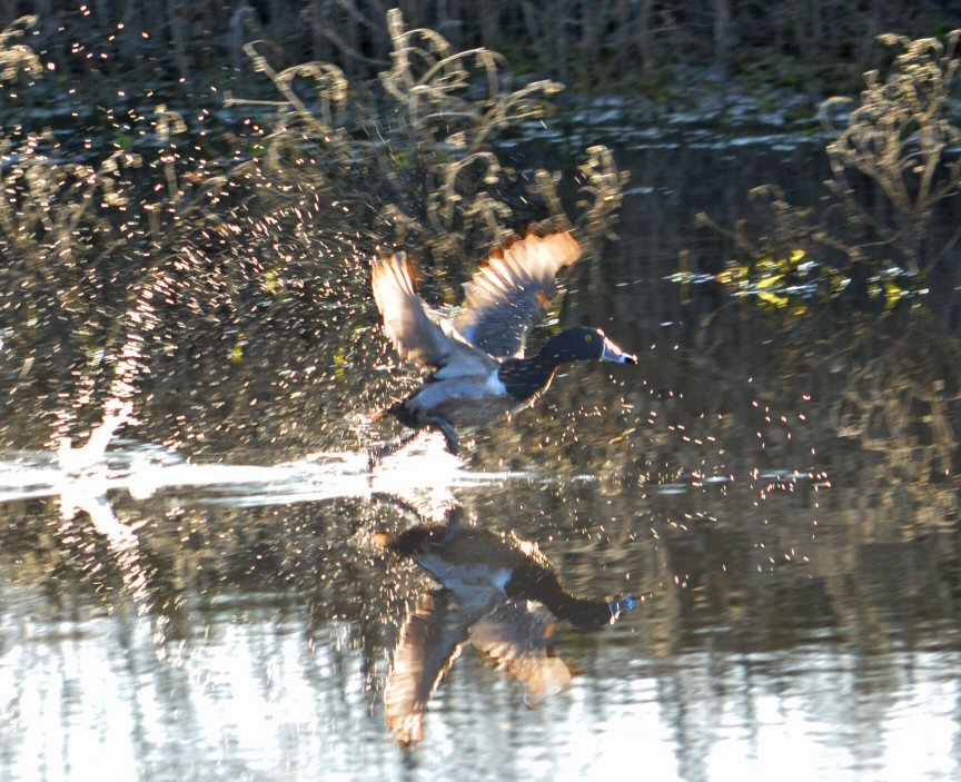  Ring Neck Duck Taking Flight