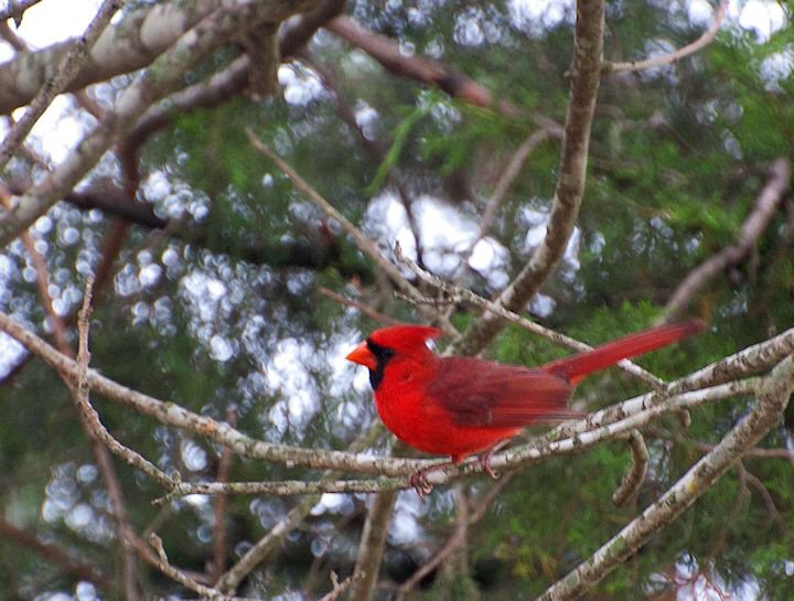 Wheelock Cardinal